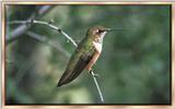 Hummingbird - Rufous