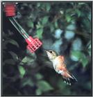 Rufous Hummingbird - Female  (4)
