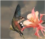 Hummingbird - rufous hummingbird male 21