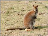 Pouch potato in Kruezen Animal park - Wallaby or Kangaroo? Please identify!