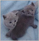 Russian Blue House Cat-MagBabies-by E Tamis.jpg