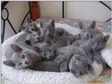 Rusian Blue Cats - Flood