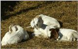 Baby goats (goatlings?)