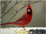This mornings Cardinal..