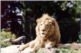 Lion - Auckland Zoo