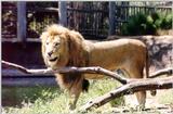 Lion # 2 - Auckland Zoo