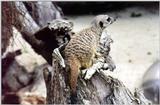 Meerkat # 2 Auckland Zoo