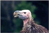 Vulture - Jacksonville Zoo, Florida