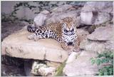 Amur Leopard - St Louis Zoo, Missouri