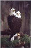 National Aviary, Pittsburgh, PA - Bald Eagles