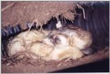 St Louis Zoo - Black Footed Ferret - Mustela nigripes