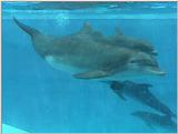 Bottle Nosed Dolphins, Gulf World - Panama City, Florida