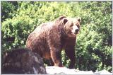 Brown Bear - Syracuse Zoo - New York