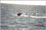 Humpback Whale Tail - Boston, MA