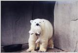 Polar Bear - Brookfield Zoo, Chicago, Illinois