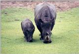 White Rhinos - Jacksonville Zoo, Florida = white rhinoceros (Ceratotherium simum)