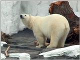 San Diego Sea World - Polar Bear