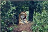 Tiger #4 Jacksonville Zoo, Florida