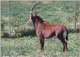Sable Antelope 1