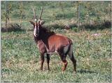 Sable Antelope 2