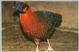 Satyr Tragopan Pheasant