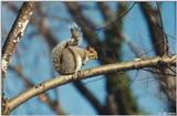 Northern Gray Squirrel (Sciurus carolinensis pennsylvanicus)1