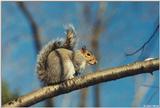 Northern Gray Squirrel (Sciurus carolinensis pennsylvanicus)2