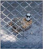 Hard stare bird -- Reeve's Pheasant