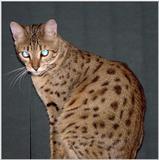 Scary Bengal Cat