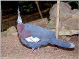 Scheepmaker's crowned pigeon (Goura scheepmakeri)1