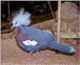 Scheepmaker's crowned pigeon (Goura scheepmakeri)2
