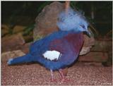 Scheepmaker's crowned pigeon (Goura scheepmakeri)4