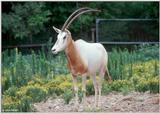 Scimitar-horned Oryx (Oryx dammah)1