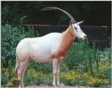 Scimitar-horned Oryx (Oryx dammah)4