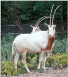 Scimitar-horned Oryx (Oryx dammah)5