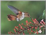 Hummingbird  10 of 12 - Scintillant Hummingbird 01
