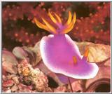 Purple Nudibranch (Chromidoris bullocki)