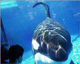 Re: pics of sea animals - Orca
