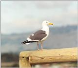 For Martin - Western Gull (Larus occidentalis)