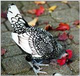 black and white hen
