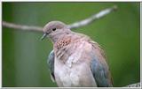 Re: Looking for pictures of DOVES!! -- Senegal Dove