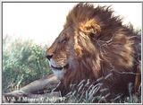 Male Lion - Serengeti