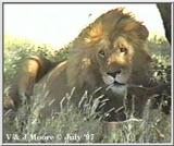 Lion - Male in Serengeti