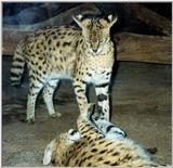 servals