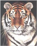 The Siberian Tiger 1/4 jpg