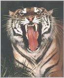 The Siberian Tiger 2/4 jpg