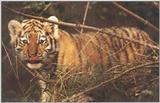The Siberian Tiger 4/4 jpg