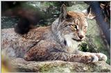 Siberian Lynx adult