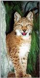 Siberian Lynx kitten
