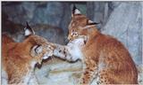 Siberian Lynx kittens playing